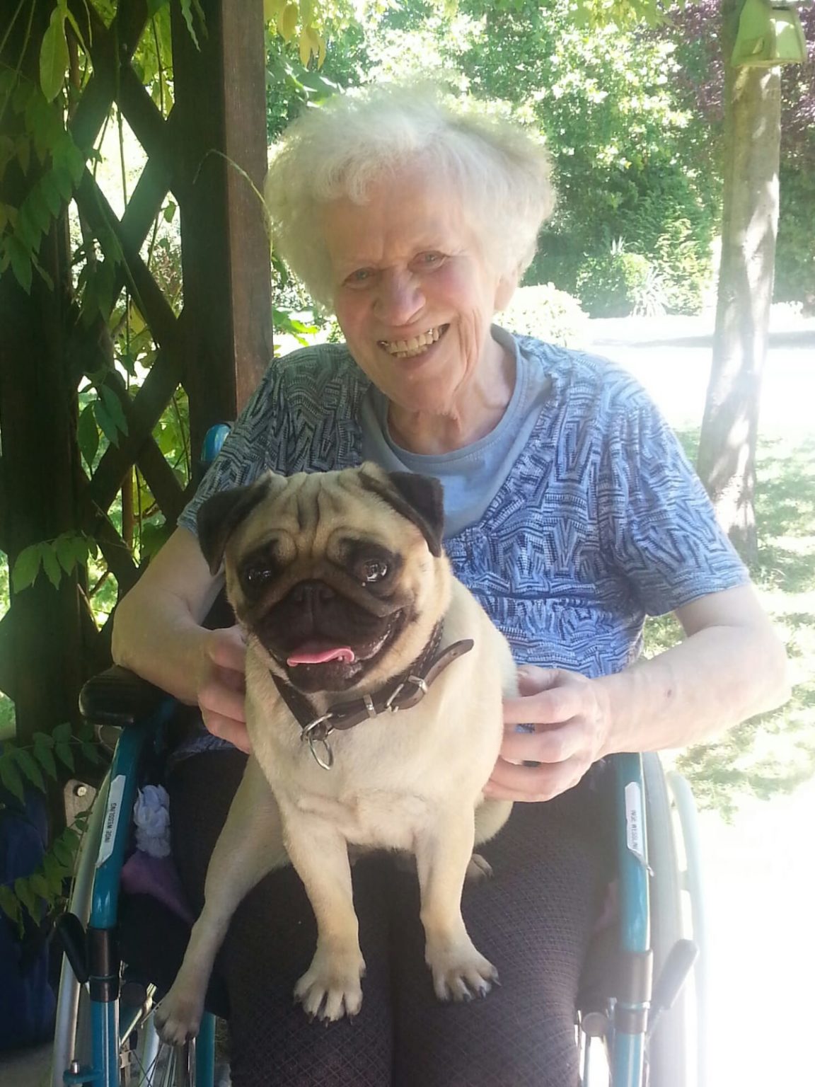 Mopszucht Payaso Mopszucht im VDH DMC FCI